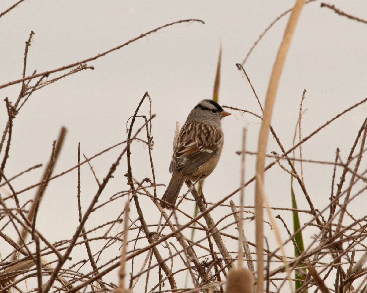 White-crowned Sparrow - ML645742222