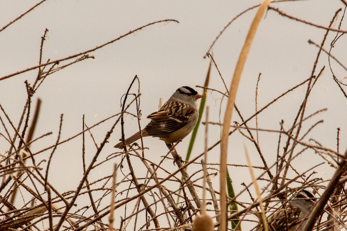 White-crowned Sparrow - ML645742223