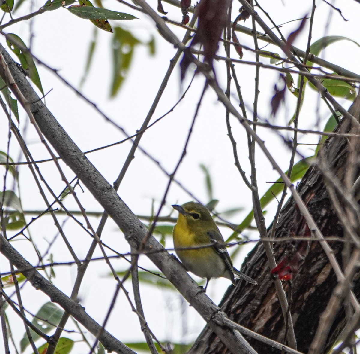 Yellow-throated Vireo - ML645742236