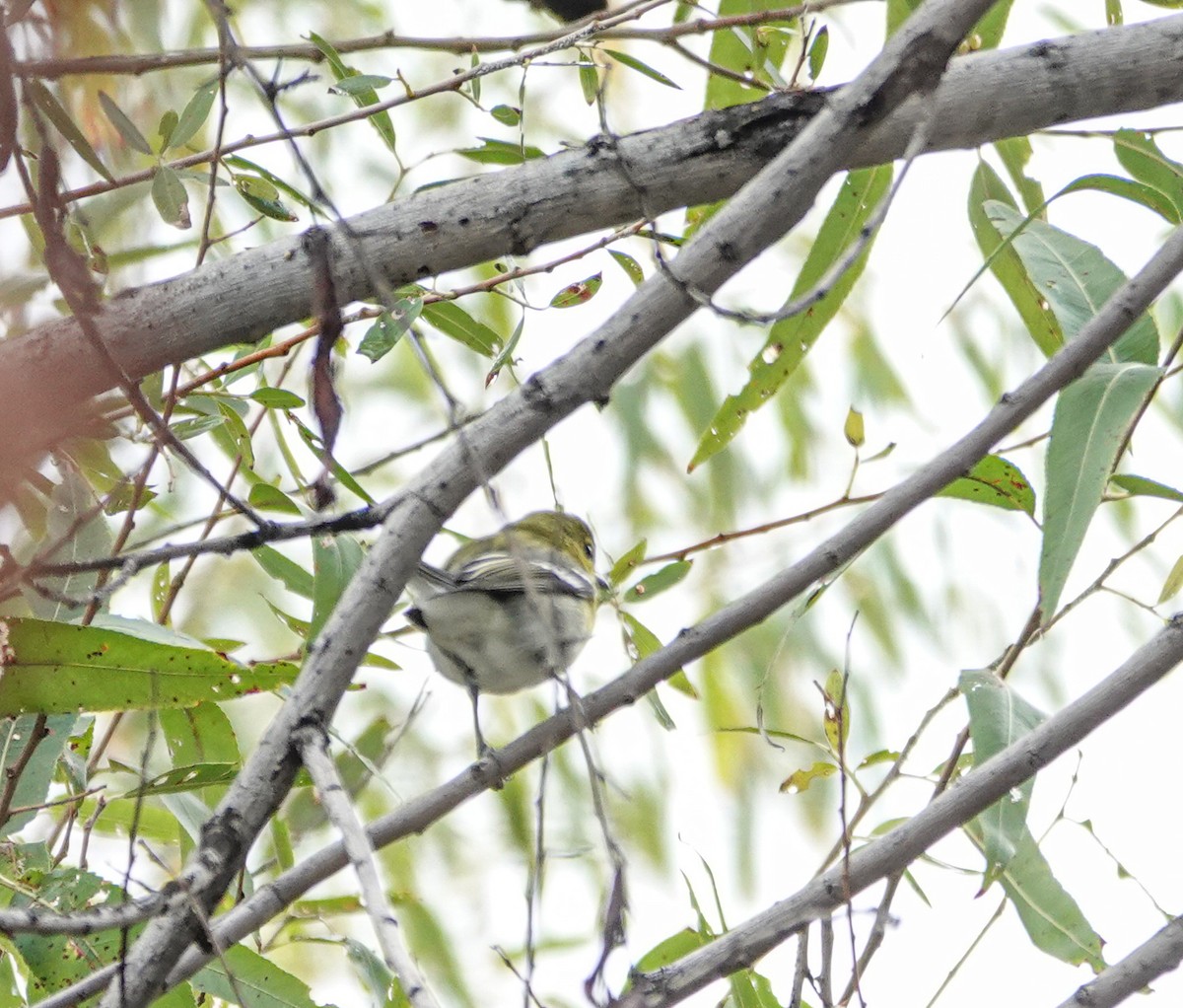 Yellow-throated Vireo - ML645742237