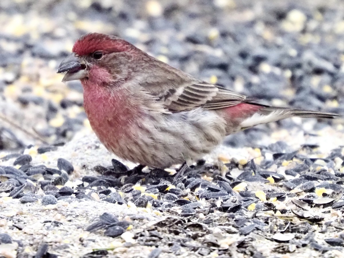 House Finch - ML645742240