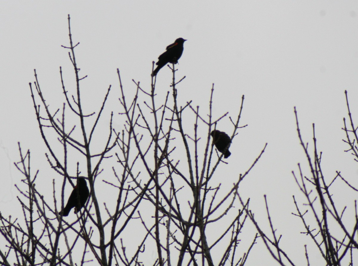 Red-winged Blackbird - ML645742242
