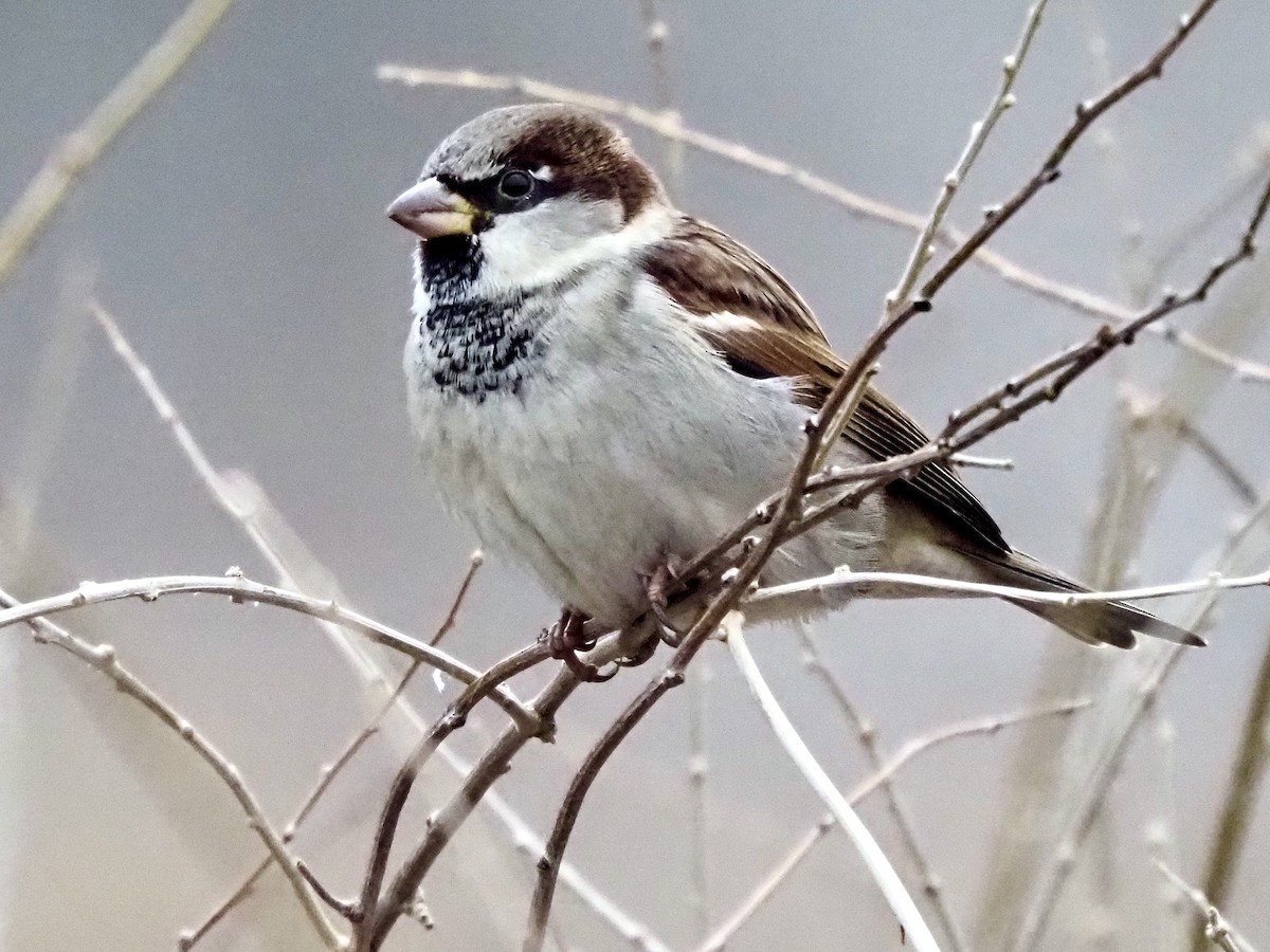 House Sparrow - ML645742243