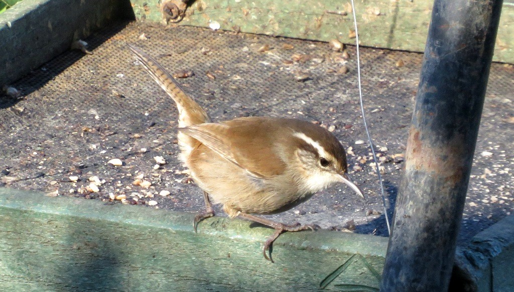 Bewick's Wren - ML645742245