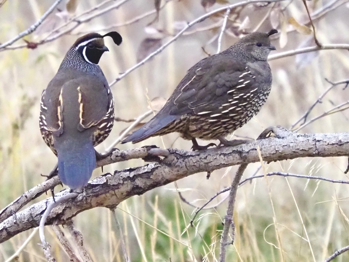 California Quail - ML645742251