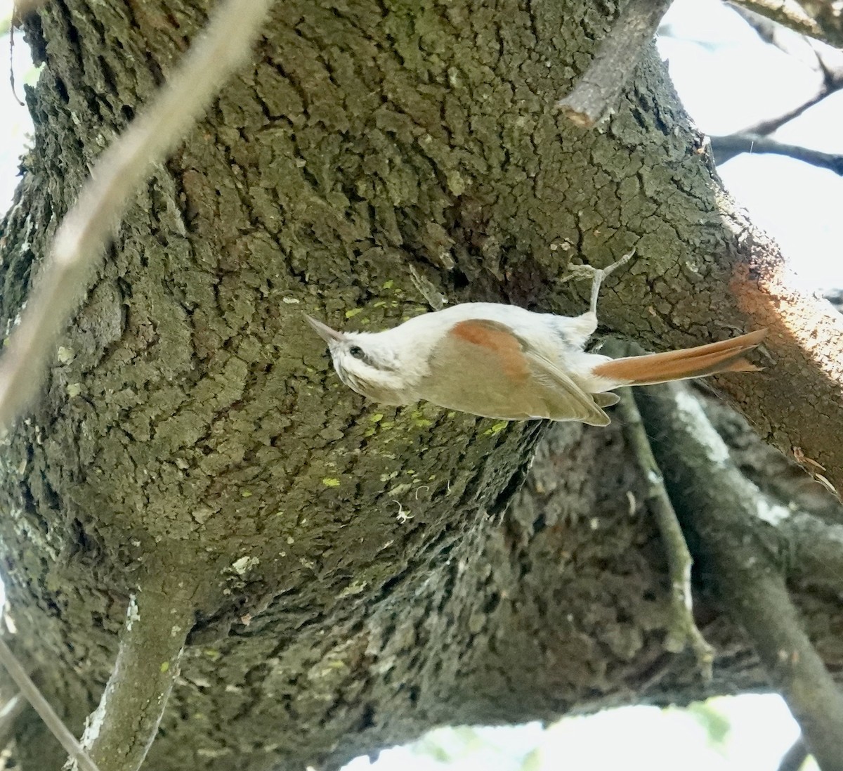 Stripe-crowned Spinetail - ML645742256