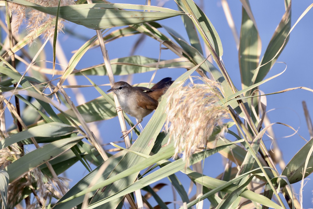 Cetti's Warbler - ML645742259
