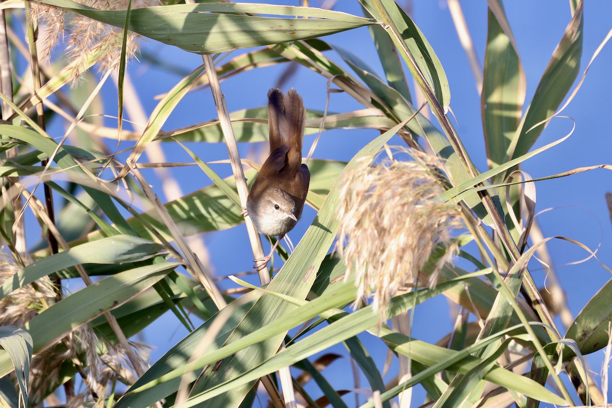 Cetti's Warbler - ML645742260