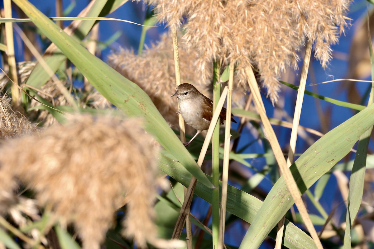 Cetti's Warbler - ML645742261
