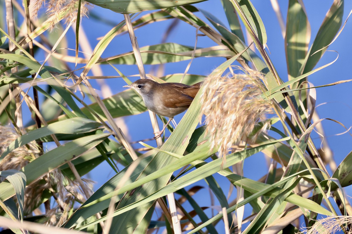 Cetti's Warbler - ML645742262