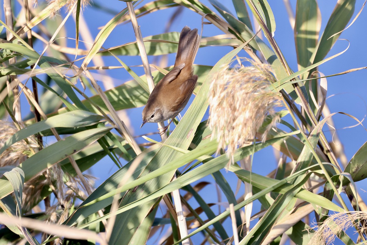 Cetti's Warbler - ML645742263
