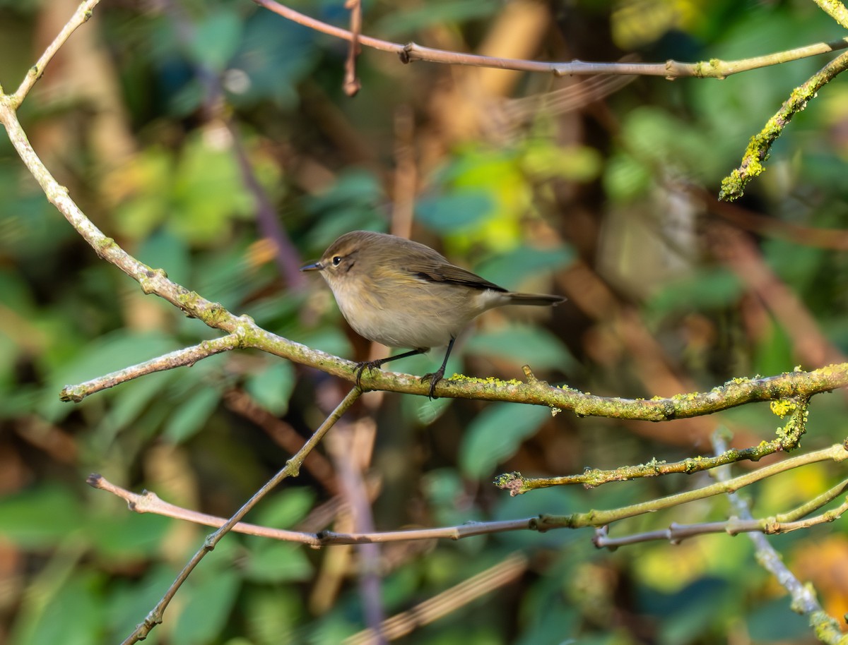 Common Chiffchaff - ML645742266