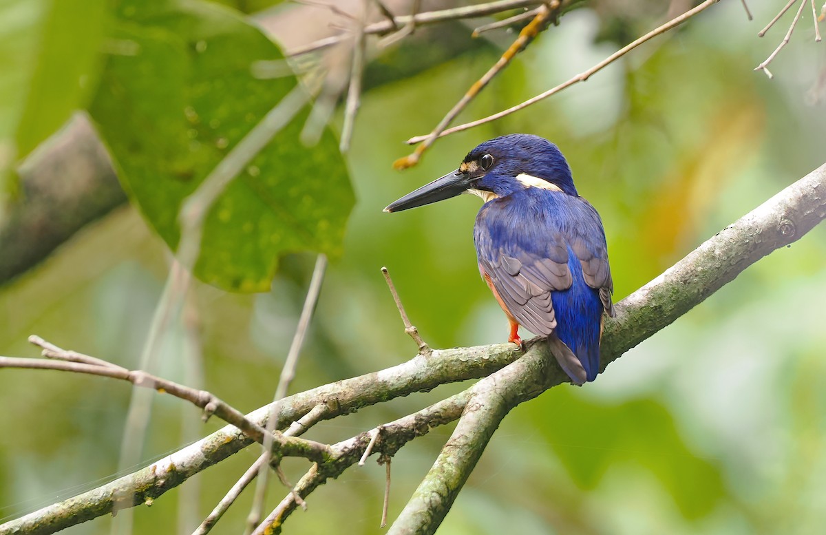 Azure Kingfisher - ML645742267