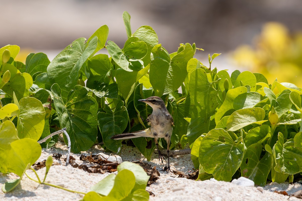 Eastern Yellow Wagtail - ML645742274