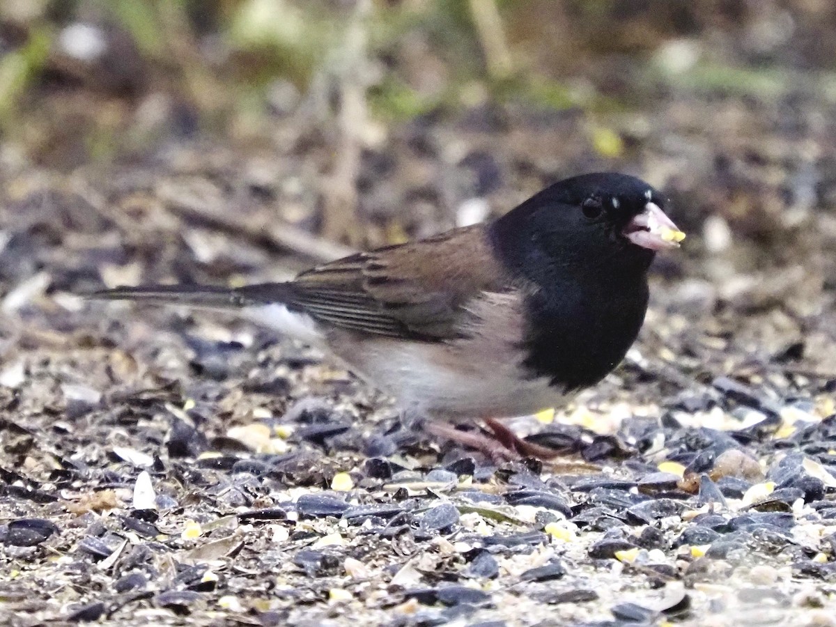 Dark-eyed Junco - ML645742276