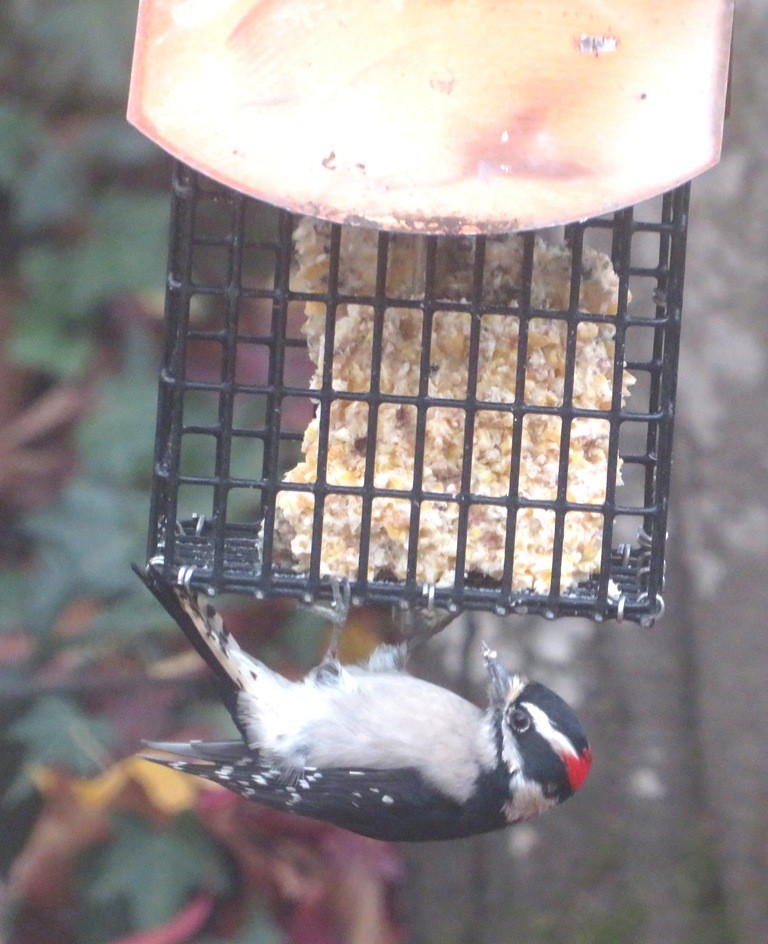 Downy Woodpecker - ML645742284