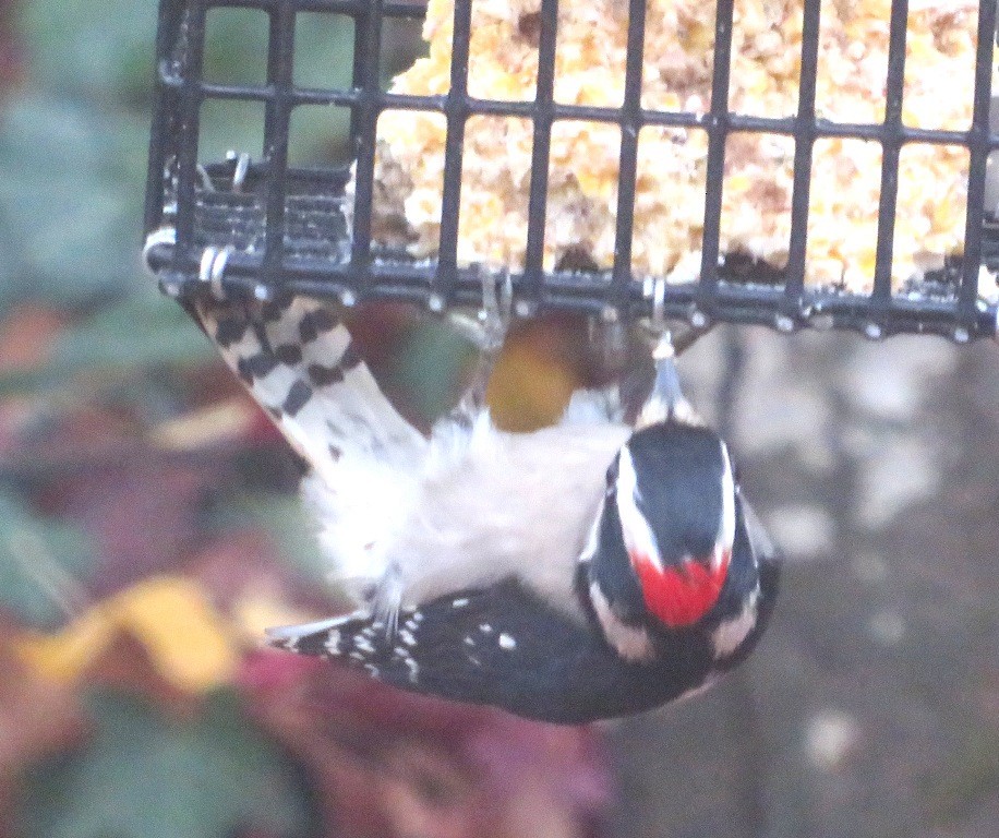Downy Woodpecker - ML645742285
