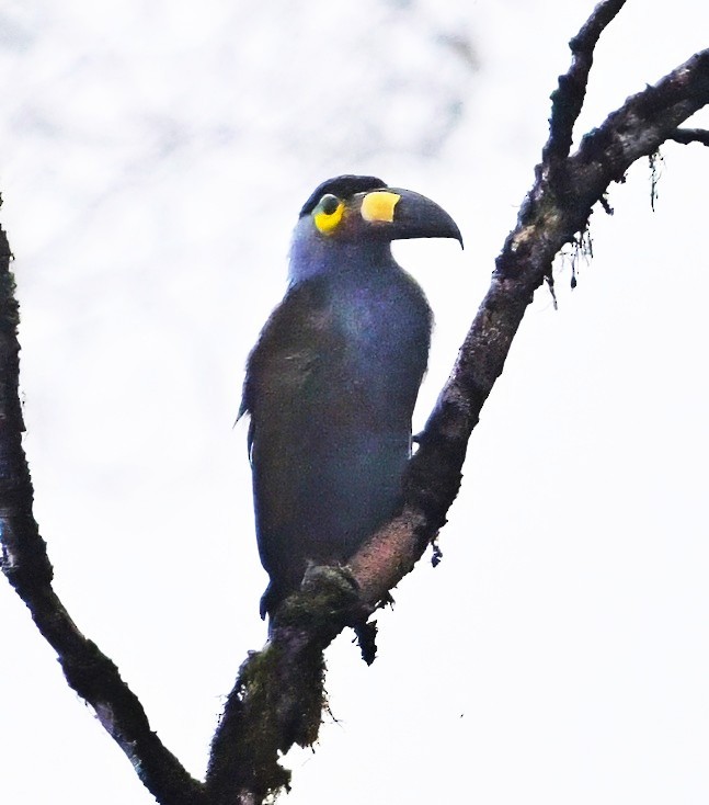 Plate-billed Mountain-Toucan - ML645742286