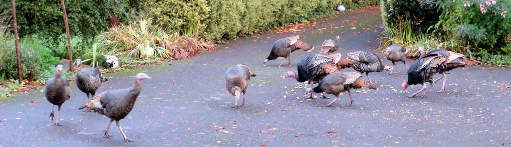 krocan divoký - ML645742294