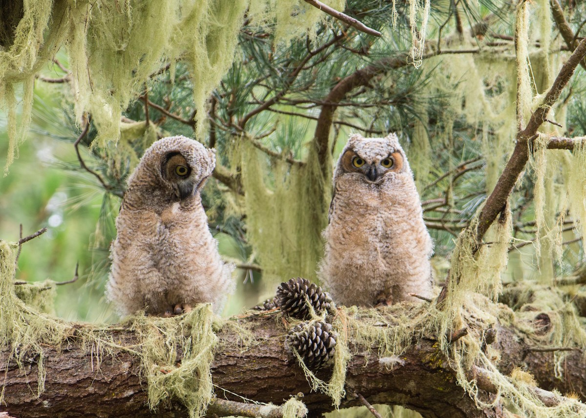 Great Horned Owl - ML645742301