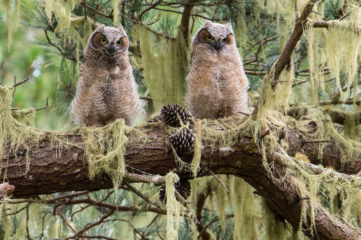 Great Horned Owl - ML645742302