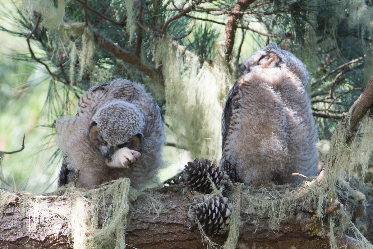 Great Horned Owl - ML645742303