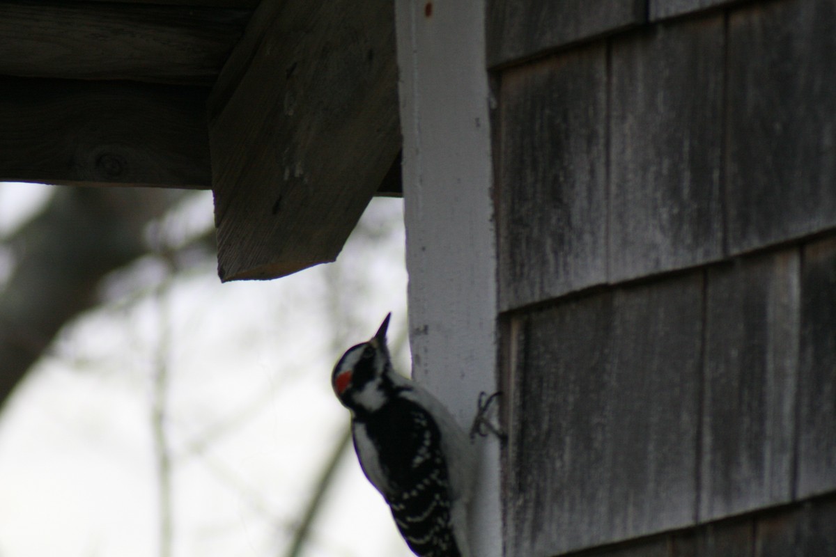 Hairy Woodpecker - ML645742308