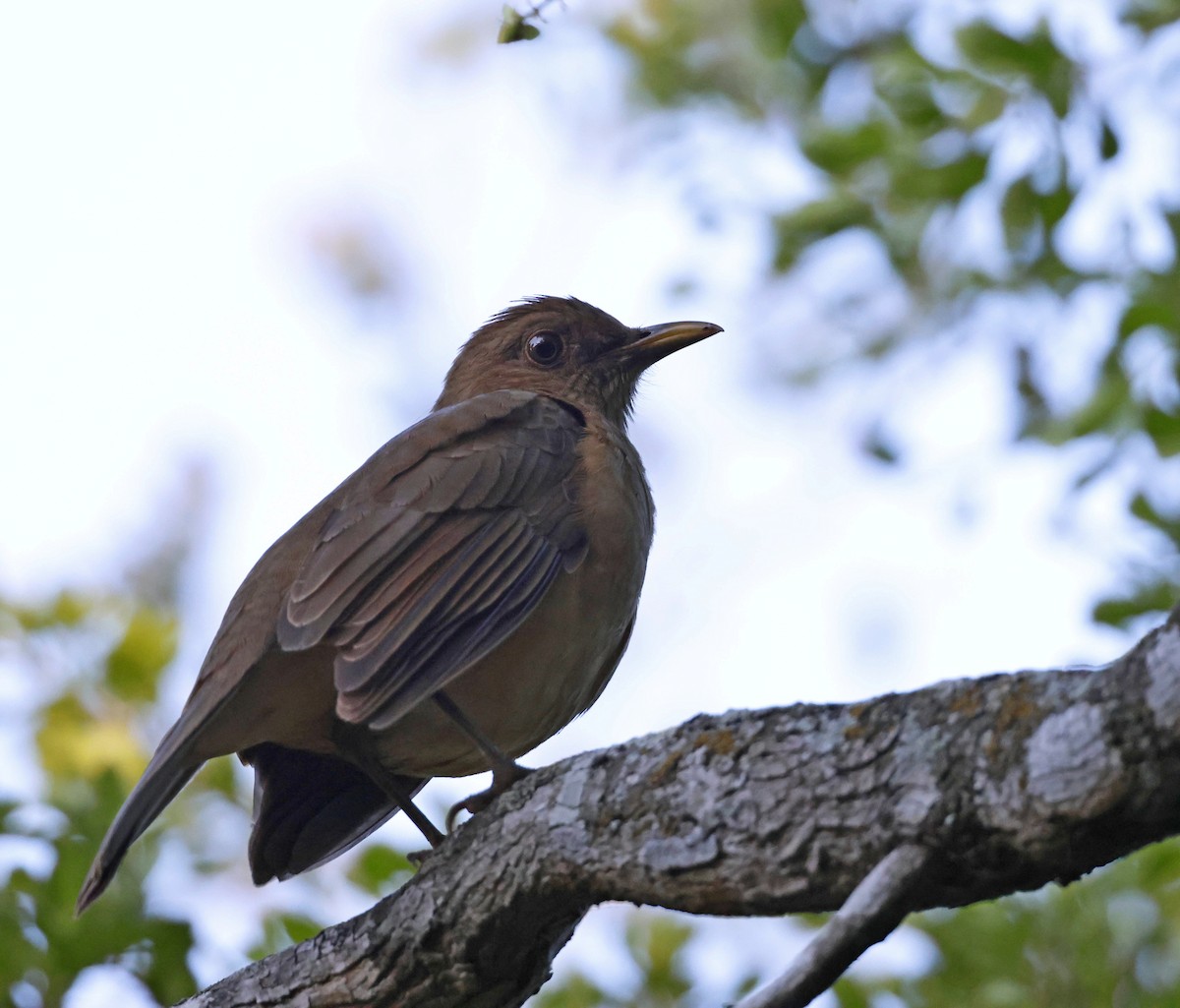 Clay-colored Thrush - ML645742310