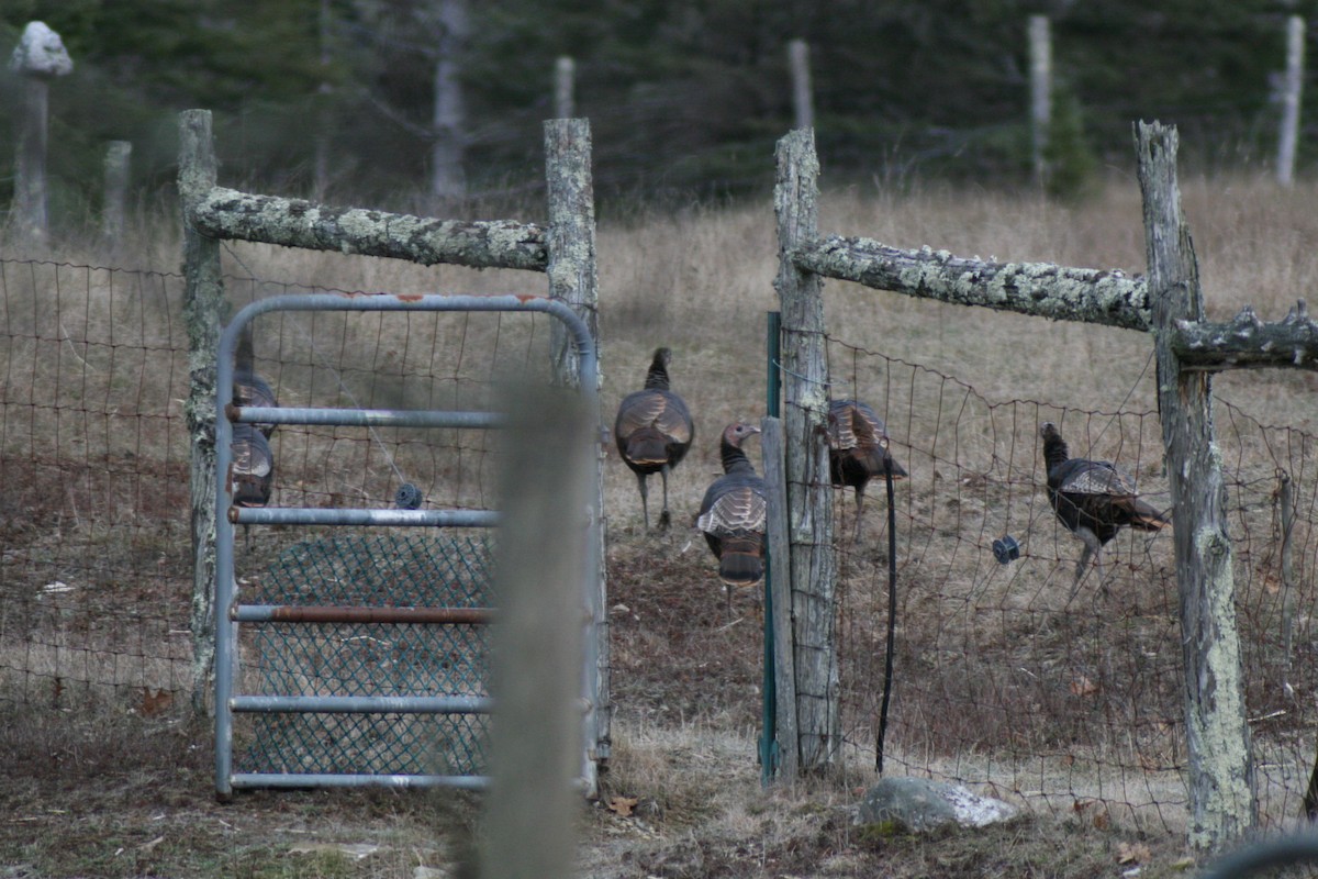 krocan divoký - ML645742312