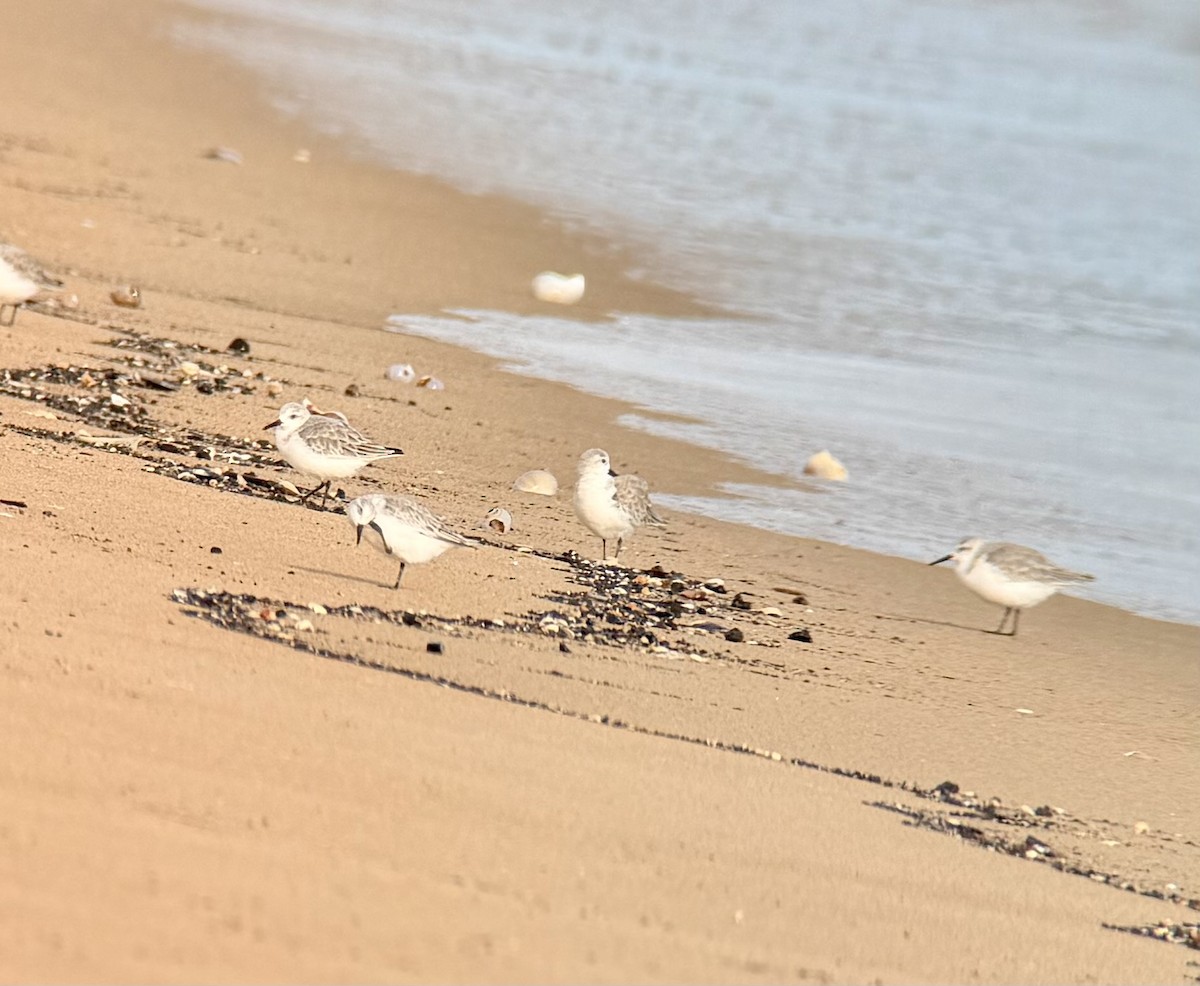 Песчанка - ML645742317