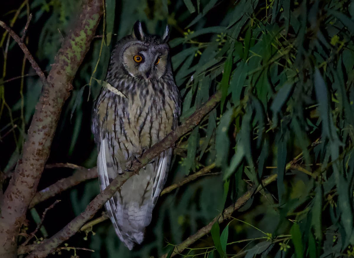 Ушастая сова - ML645742323