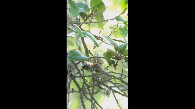 Black-chinned Hummingbird - ML645742331