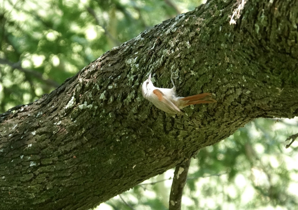 Stripe-crowned Spinetail - ML645742332