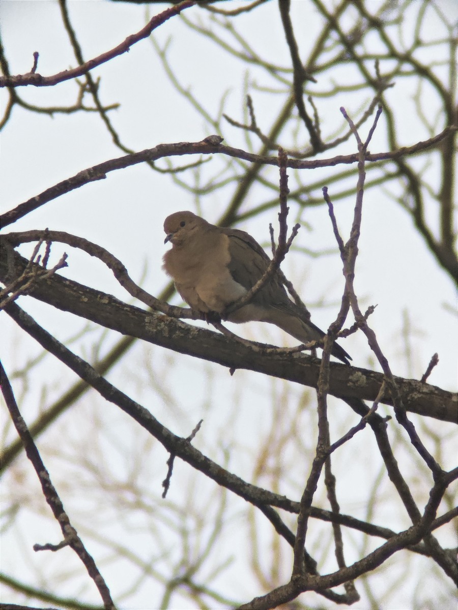 Mourning Dove - ML645742335