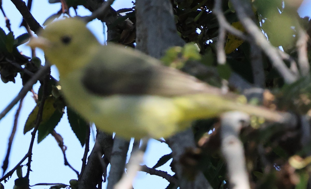 Scarlet Tanager - ML645742349