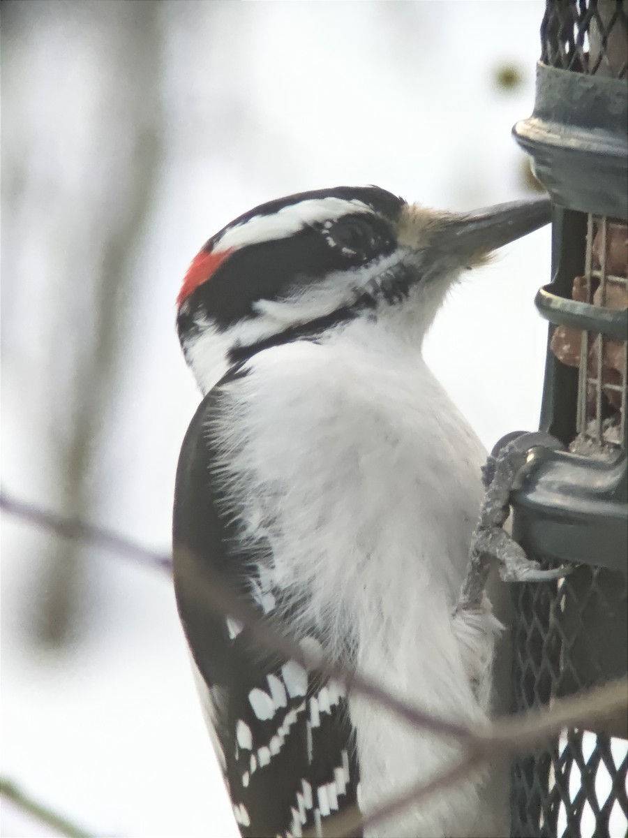 Hairy Woodpecker - ML645742350