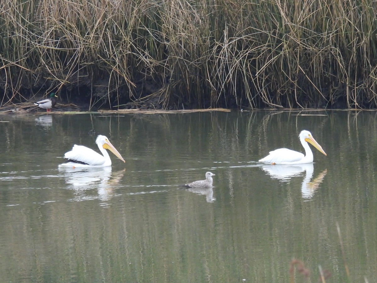 American White Pelican - ML645742351