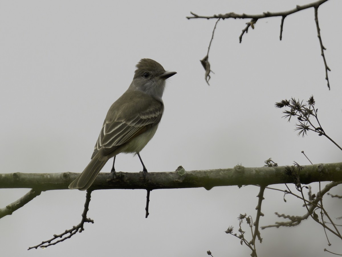 Ash-throated Flycatcher - ML645742352