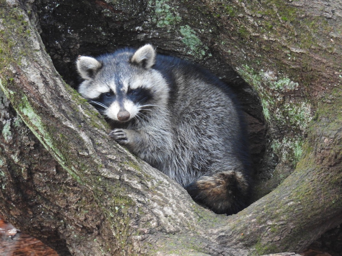 Common Raccoon - ML645742353