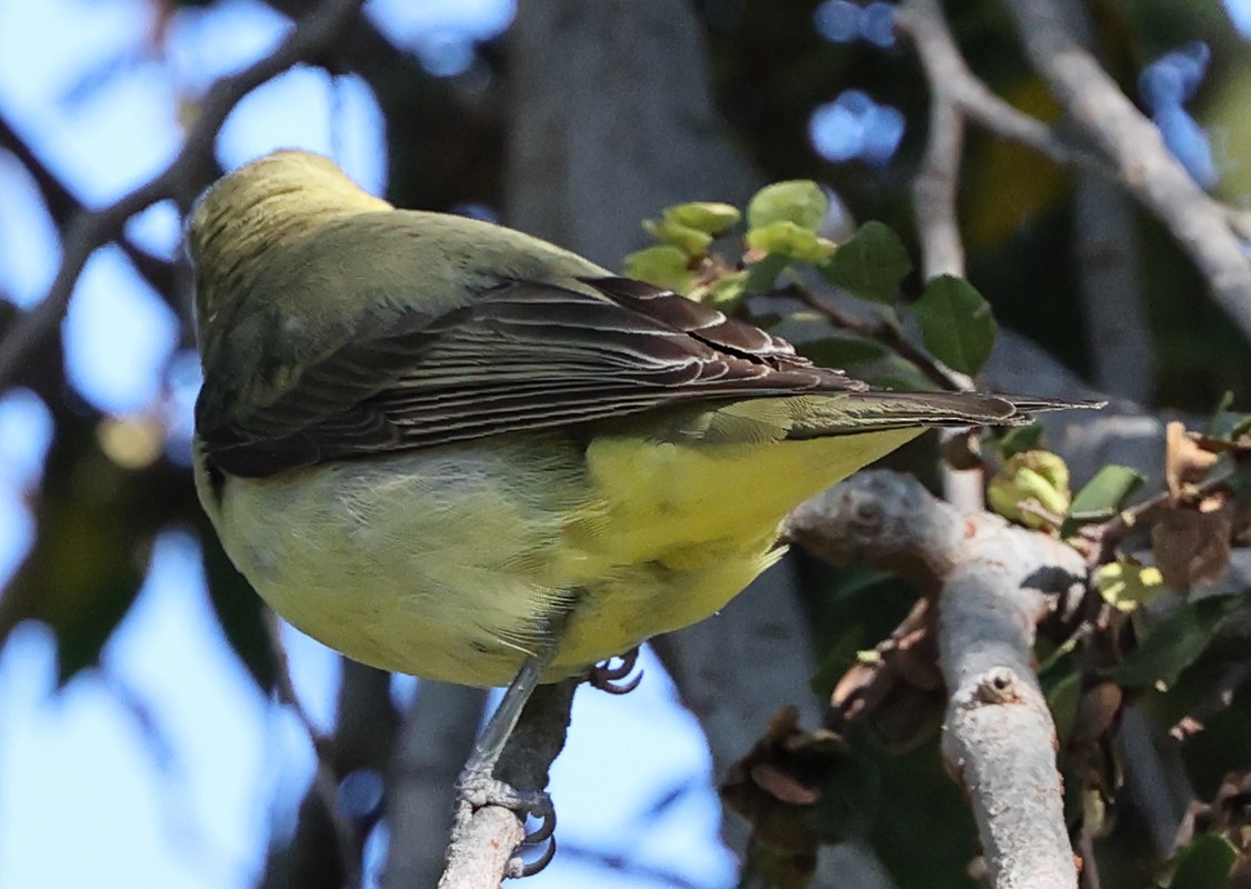 Scarlet Tanager - ML645742355