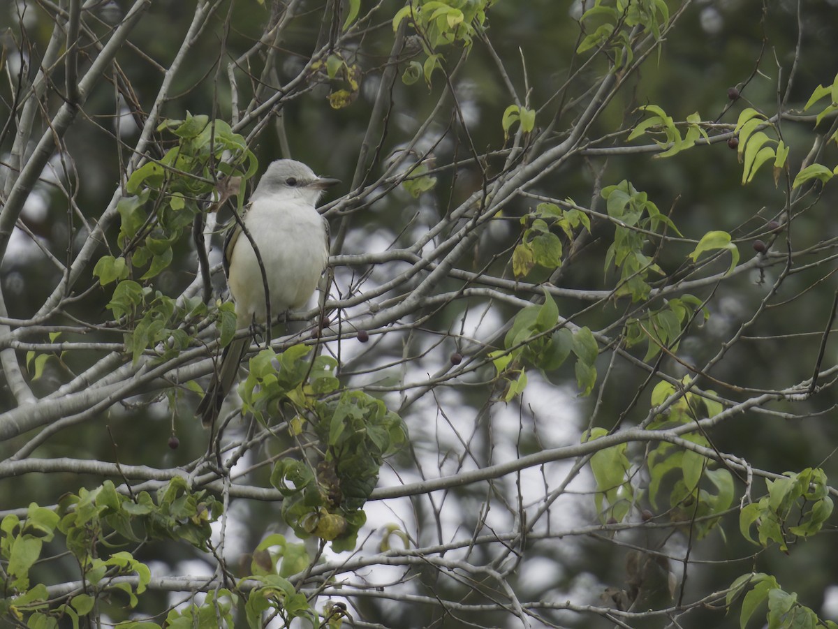 Scissor-tailed Flycatcher - ML645742358