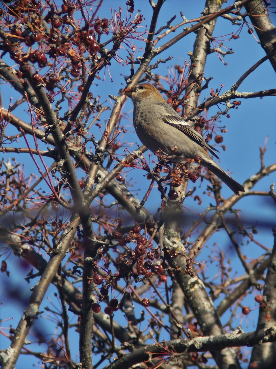 Tayga Çütresi - ML645742360