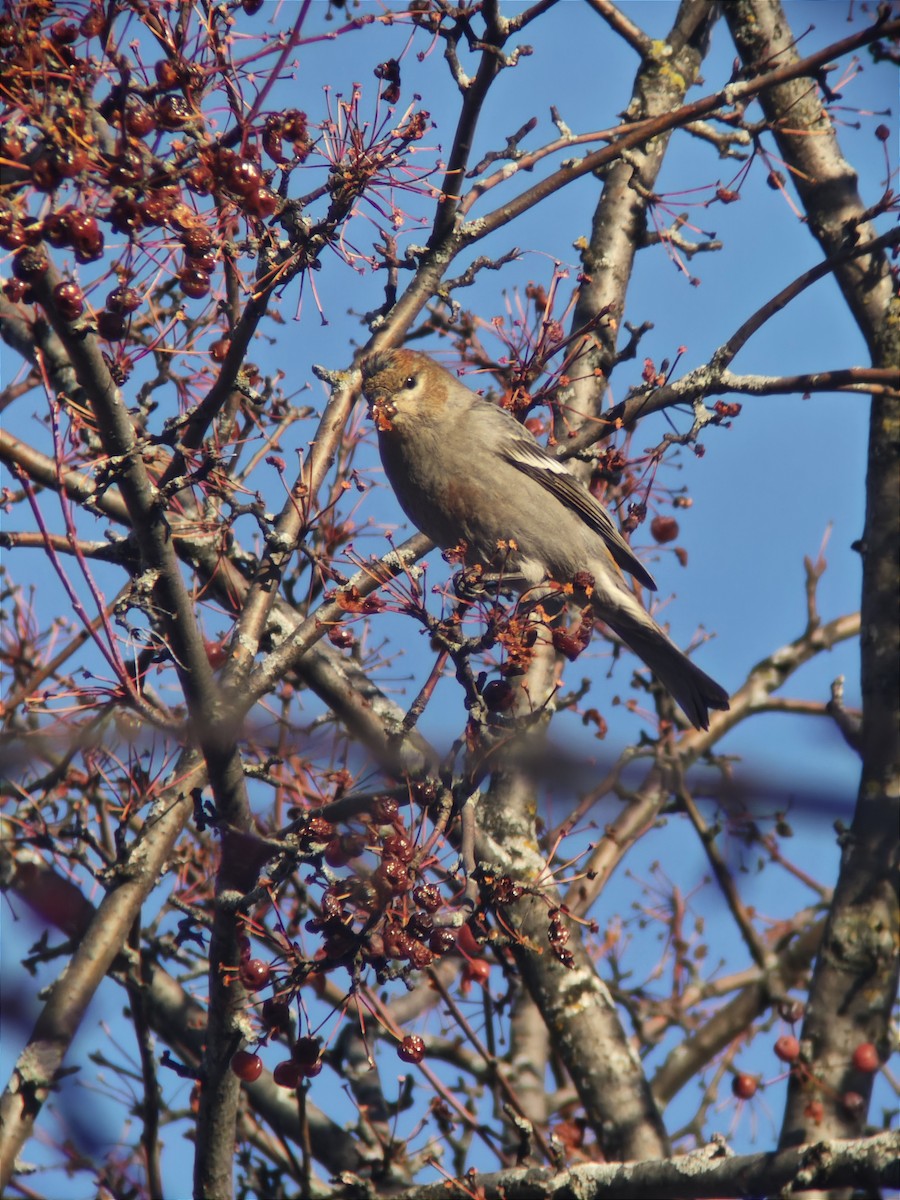 Tayga Çütresi - ML645742364