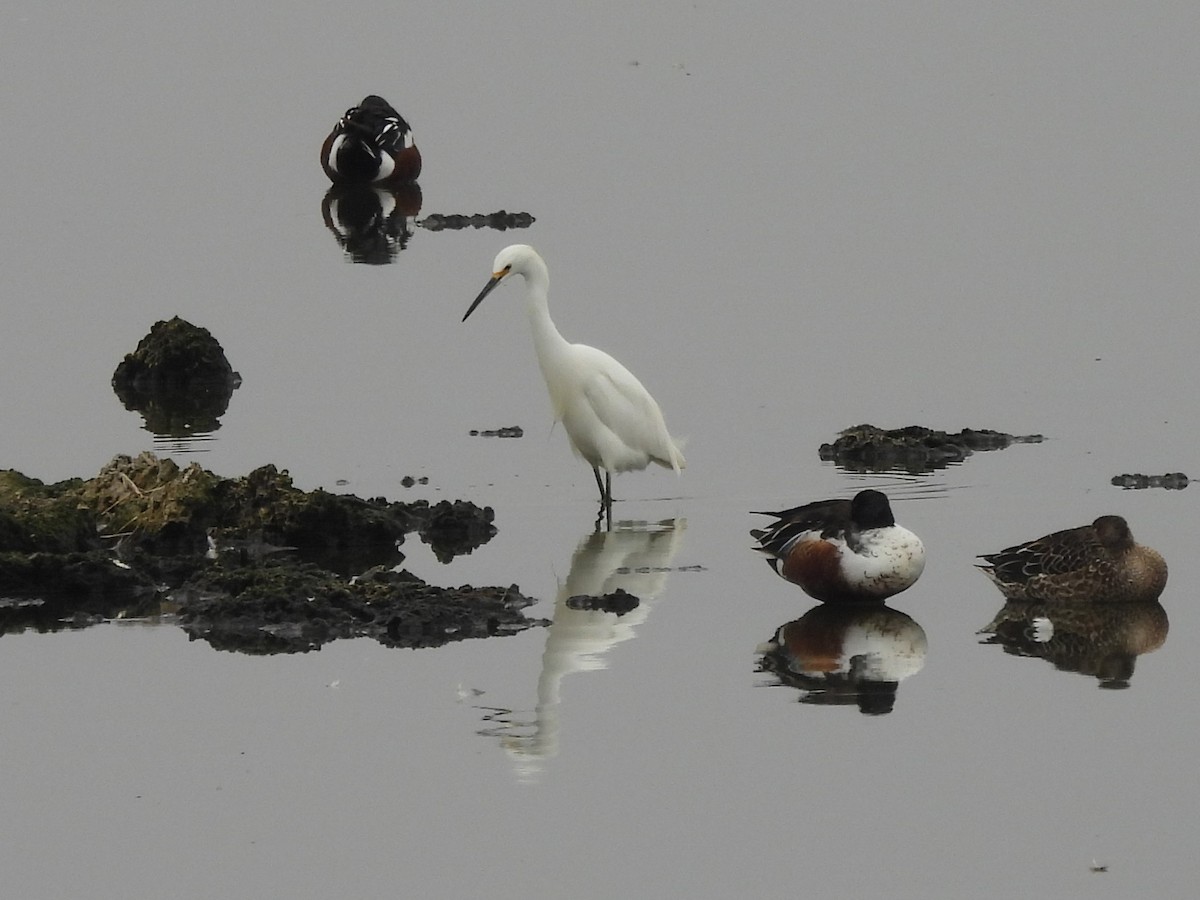 Snowy Egret - ML645742371