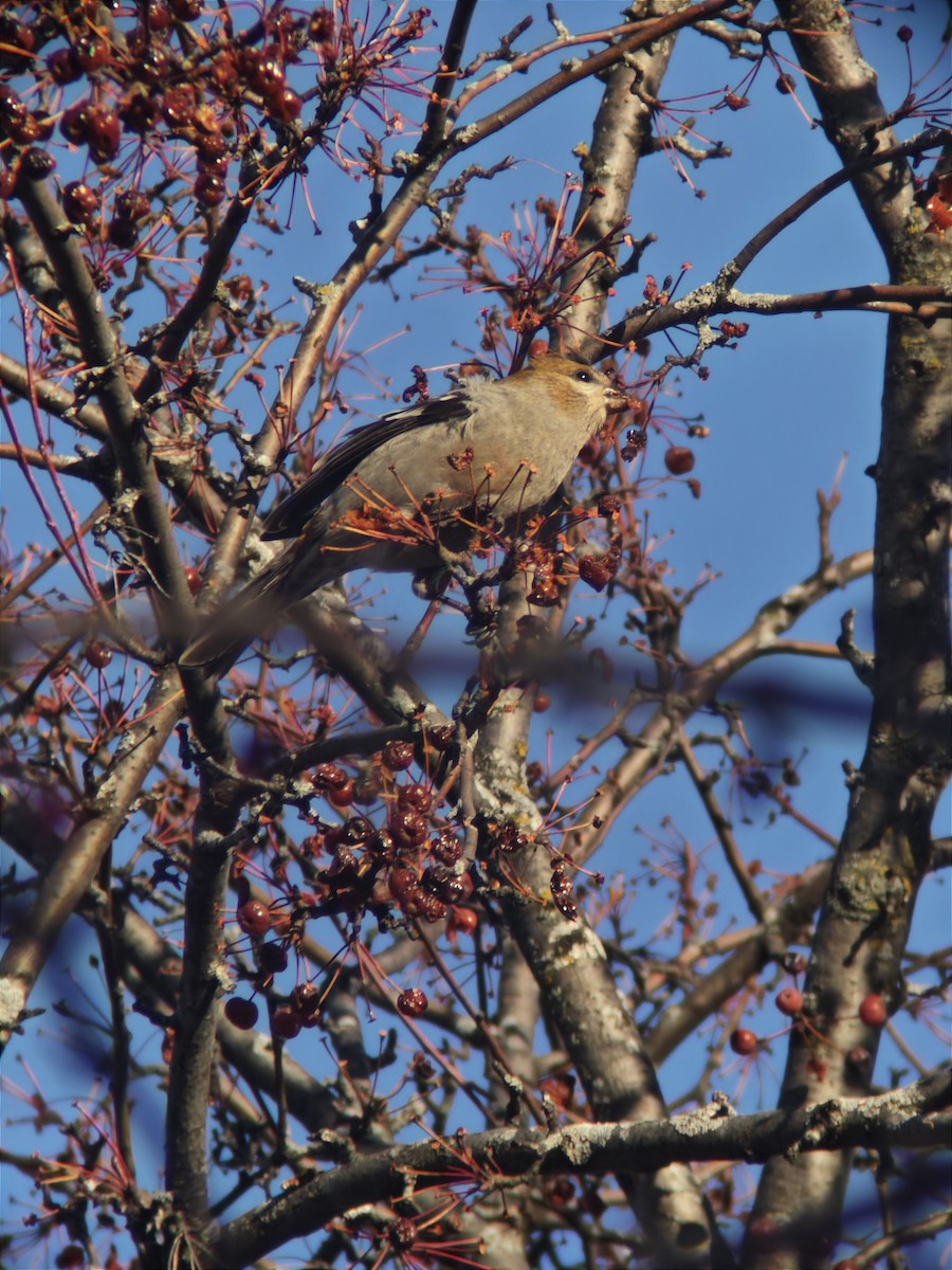 Tayga Çütresi - ML645742374