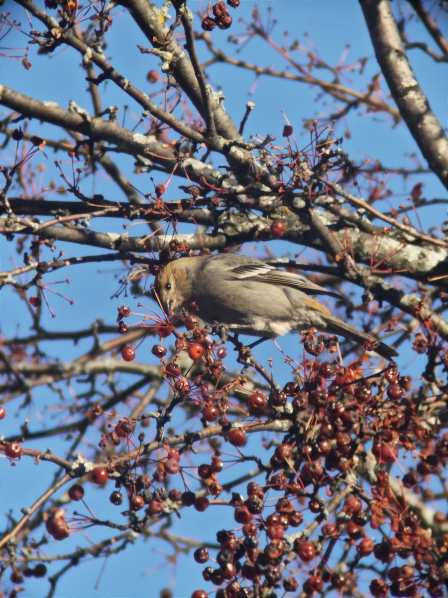 Tayga Çütresi - ML645742381