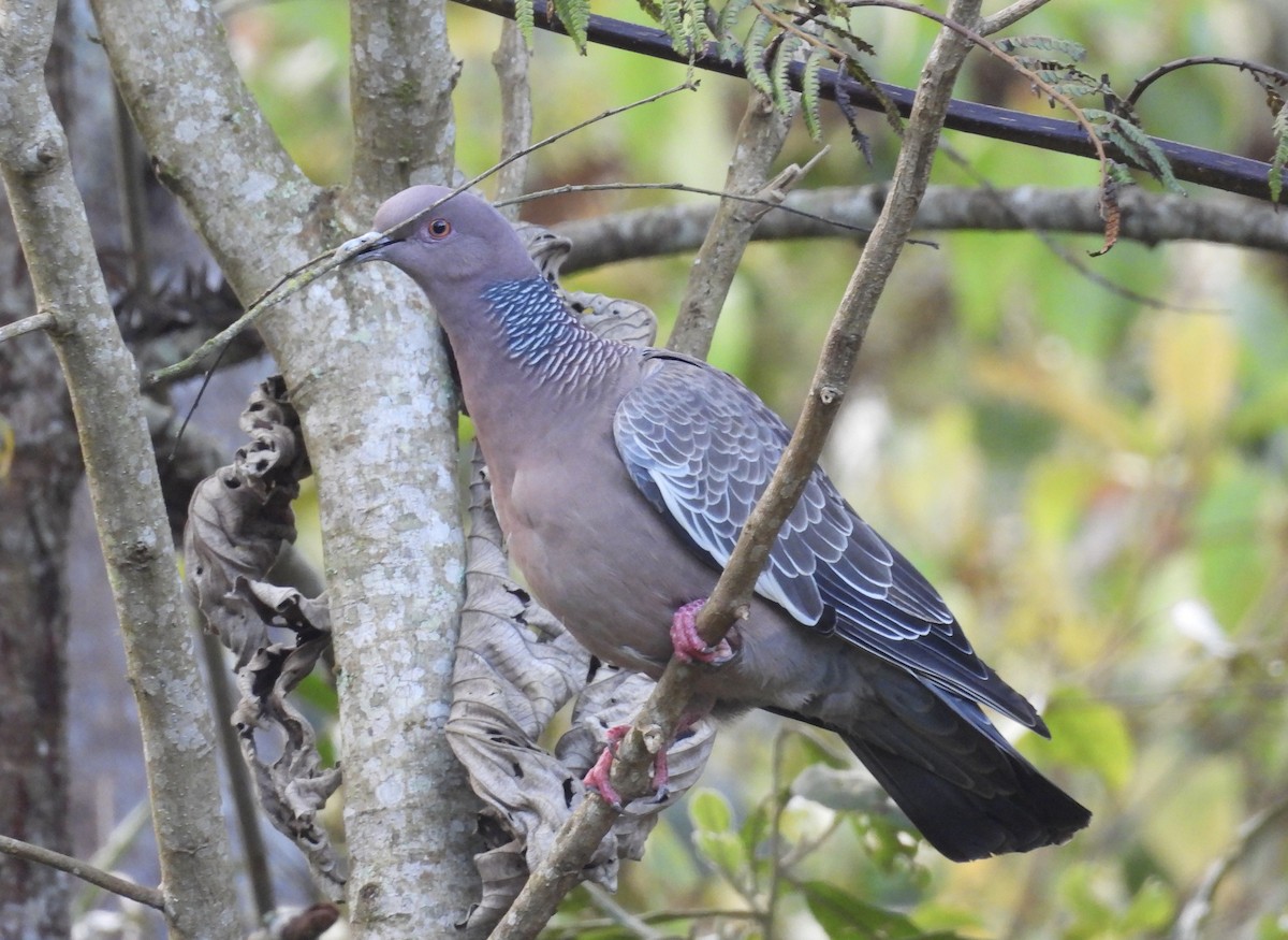 Paloma Picazuró - ML645742383