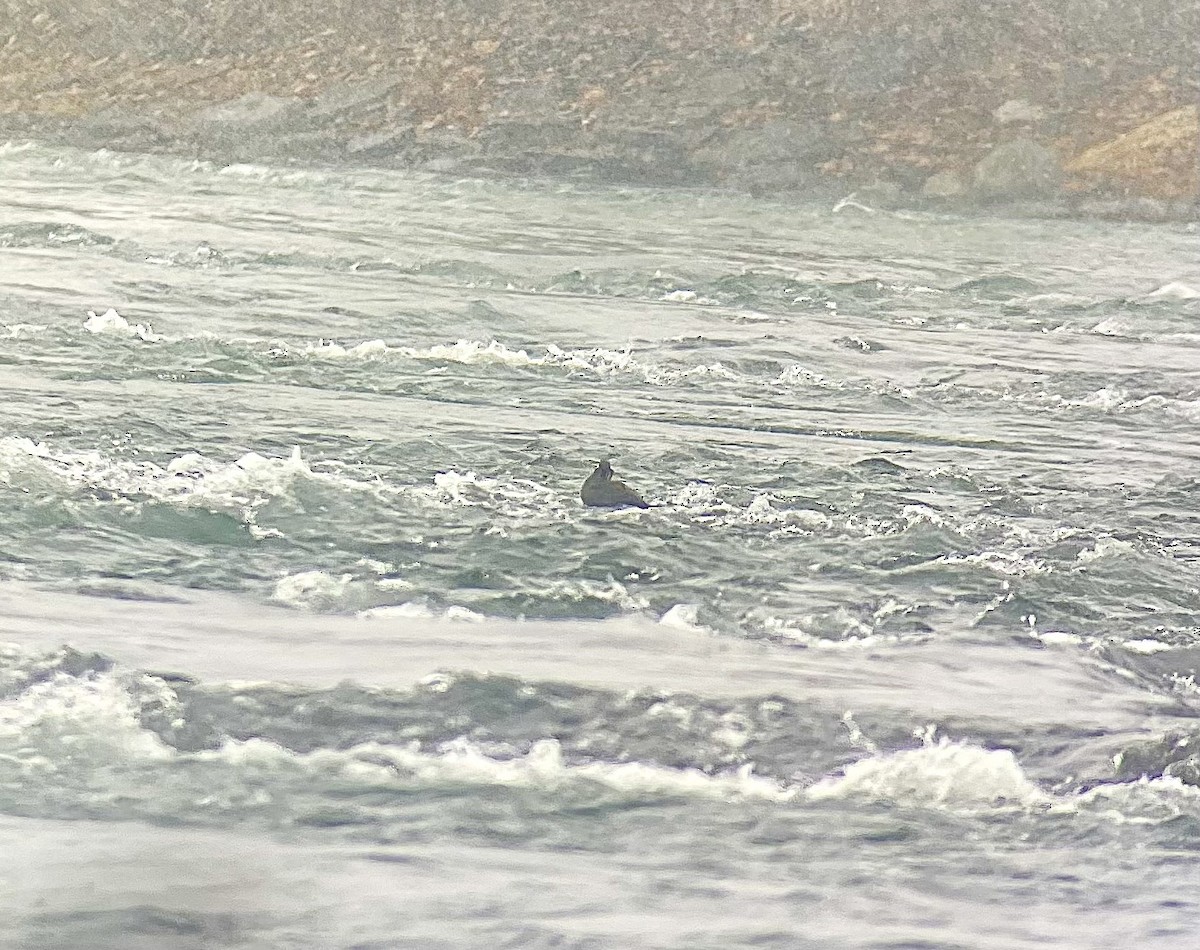 Harlequin Duck - ML645742386