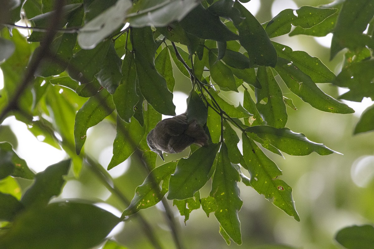 Unicolored Antwren - ML645742389