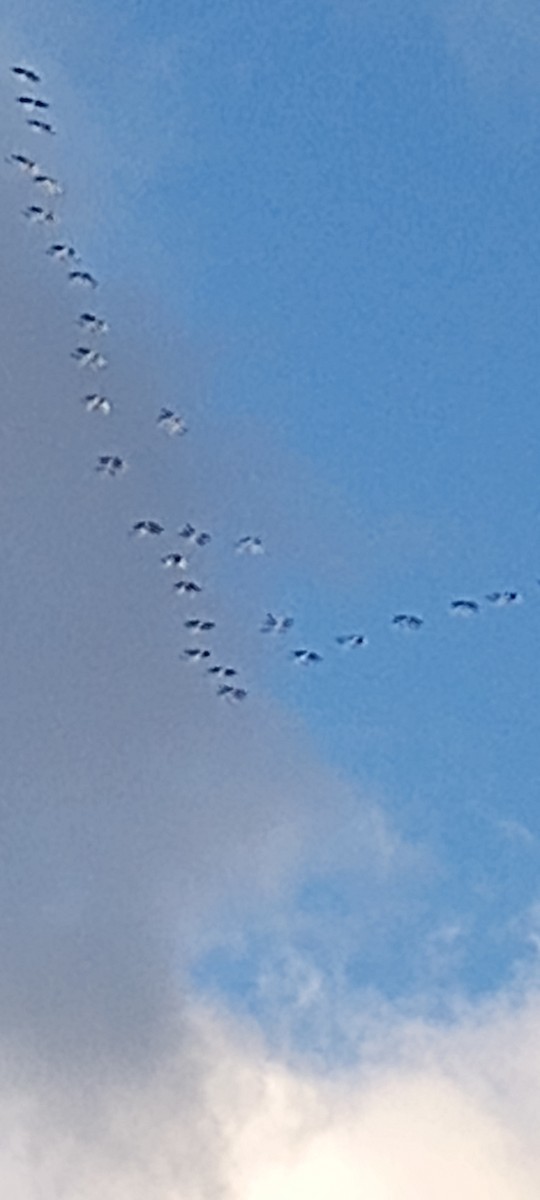 Орог тогоруу - ML645742393